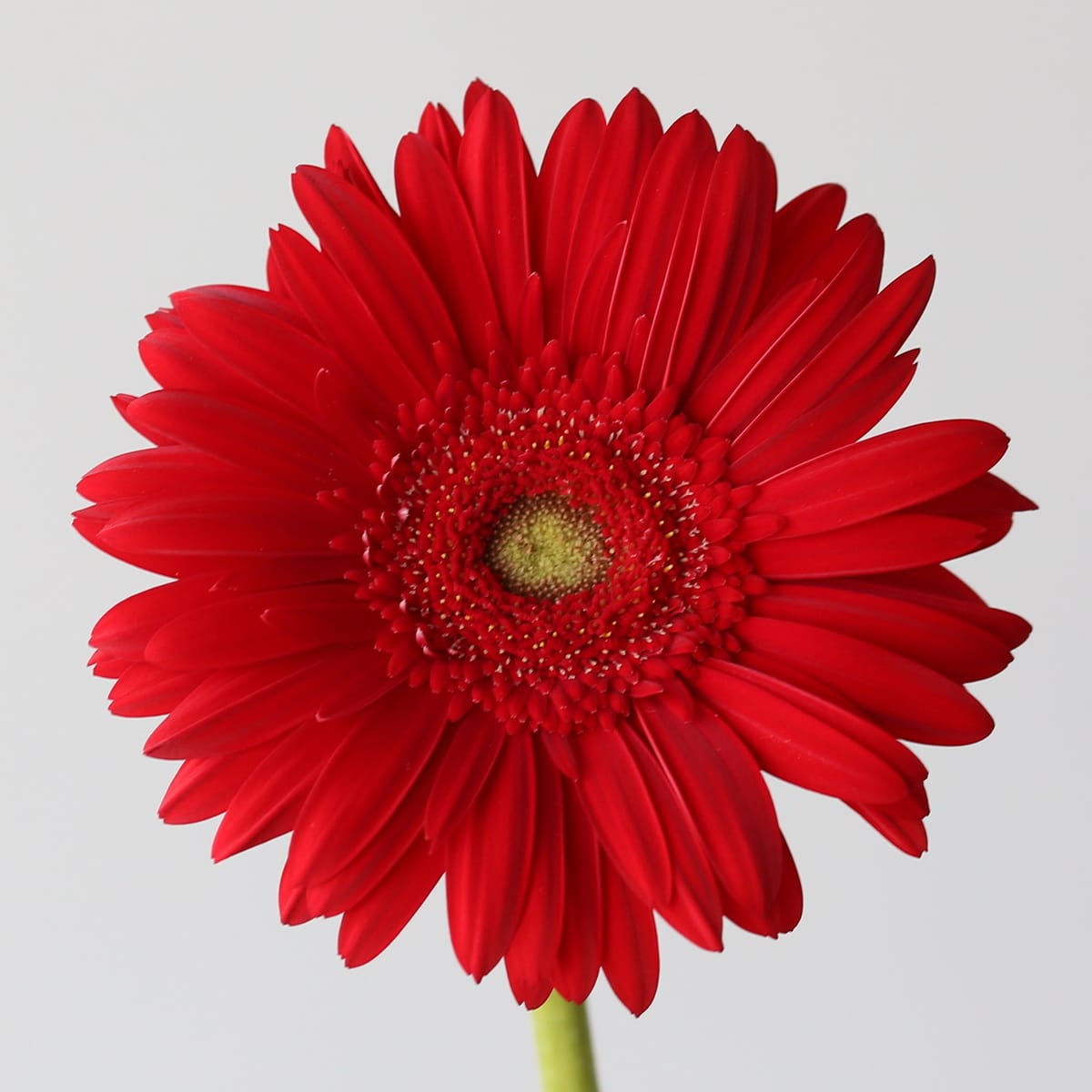 Red 'Carambole' Gerberas in Bulk for DIY Arrangements in Montreal | Le ...