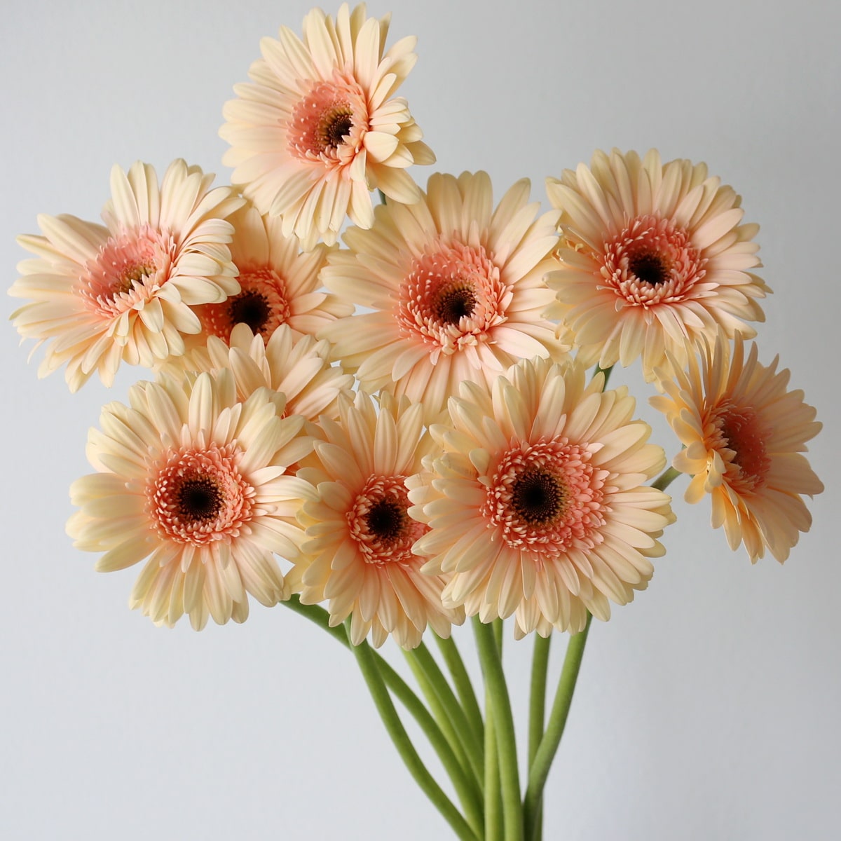 Gerbera lavendar Bulk DIY Montreal - LE Bouquet