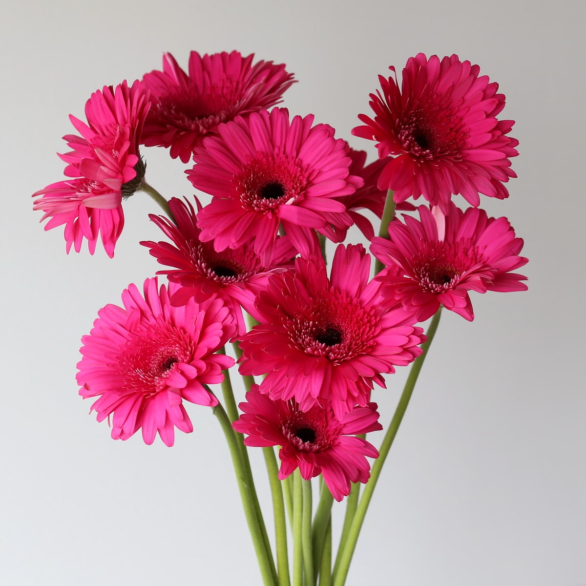 Gerbera Cleopatra Fuschia Bulk DIY flowers