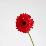 Gerbera Dynamic (Bulk DIY)