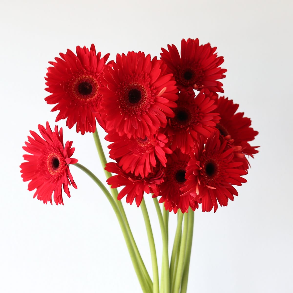 Gerbera lavendar Bulk DIY Montreal - LE Bouquet