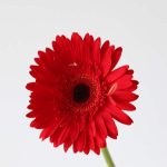 Gerbera Dynamic (Bulk DIY)