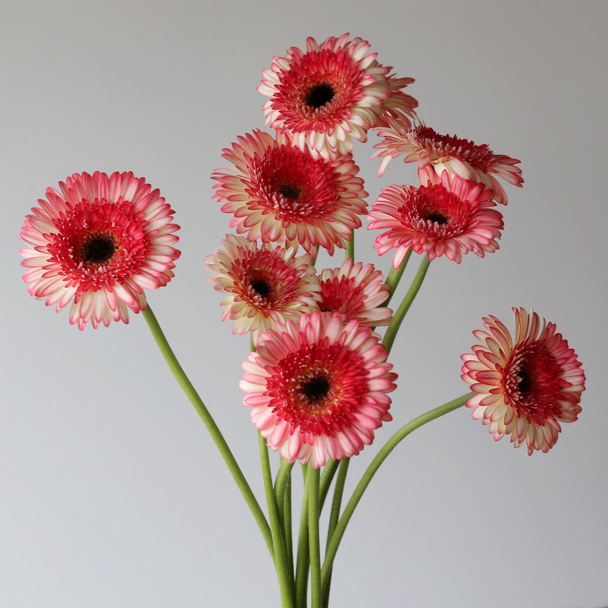 Gerbera Elan 2- tone flower bulk diy le bouquet