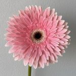 Gerbera Graceland (Bulk DIY)