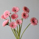 Gerbera Graceland (Bulk DIY)