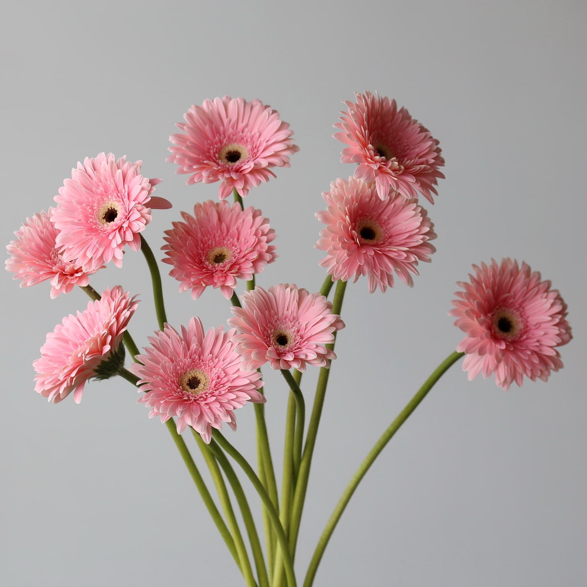 Gerbera Graceland Bulk DIY Montreal - LE Bouquet