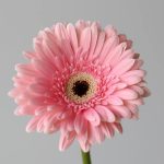 Gerbera Graceland (Bulk DIY)