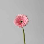 Gerbera Graceland (Bulk DIY)