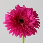 Gerbera Madeira (Bulk DIY)