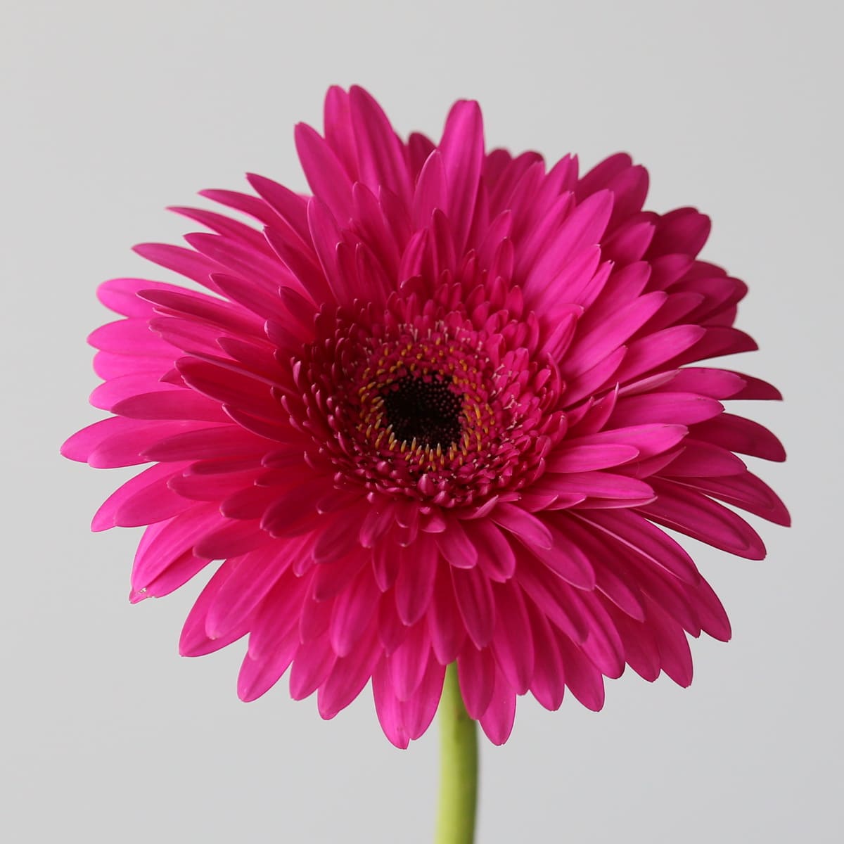 Gerbera Madeira Bulk DIY Montreal - LE Bouquet