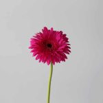 Gerbera Madeira (Bulk DIY)