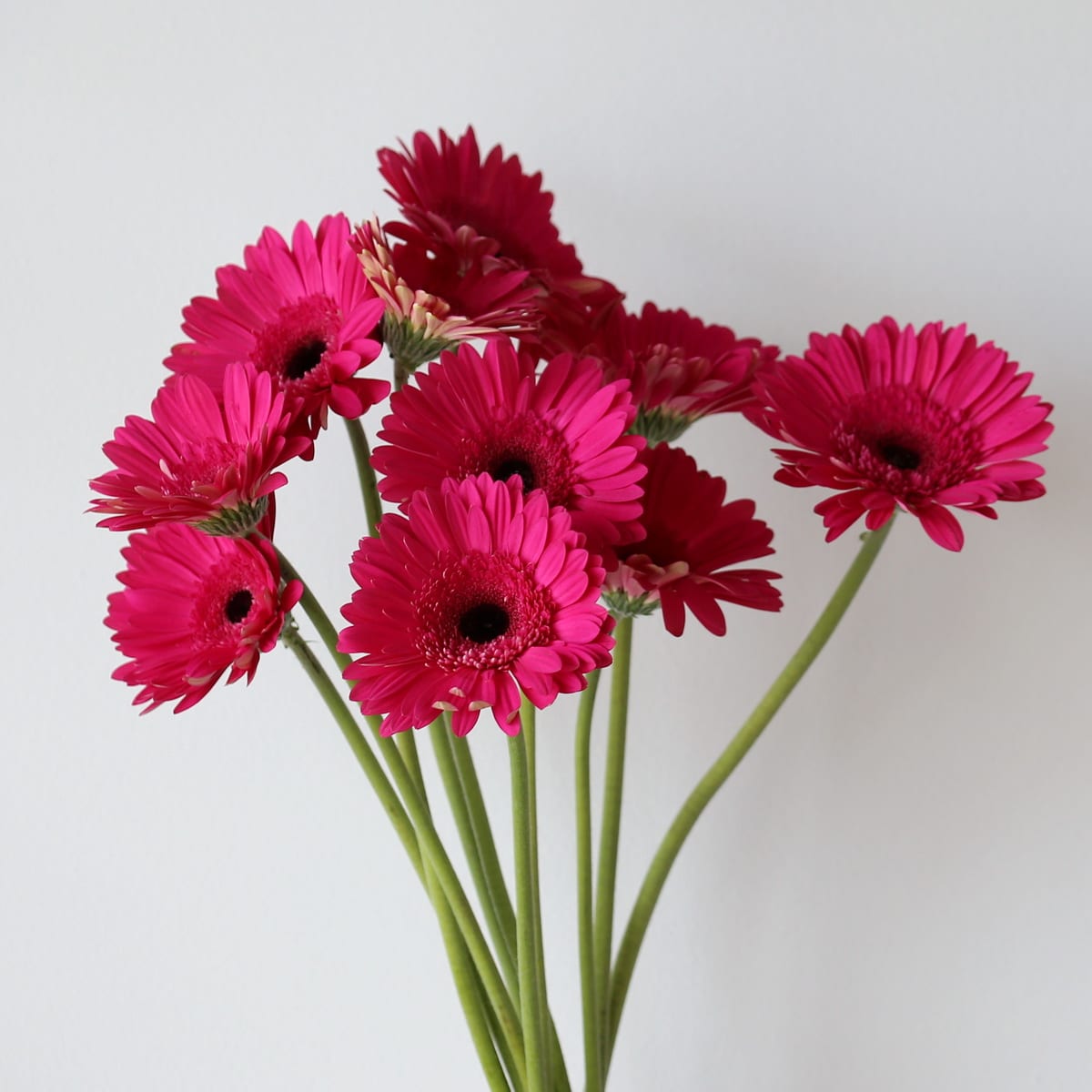 Gerbera lavendar Bulk DIY Montreal - LE Bouquet