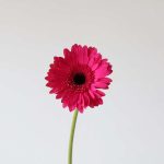 Gerbera Palmeres (Bulk DIY)