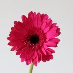 Gerbera Palmeres (Bulk DIY)