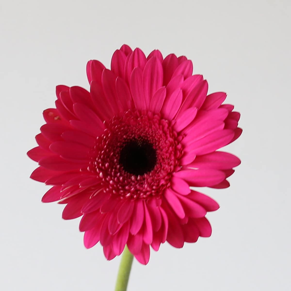 Gerbera Palmares Bulk DIY Montreal - LE Bouquet