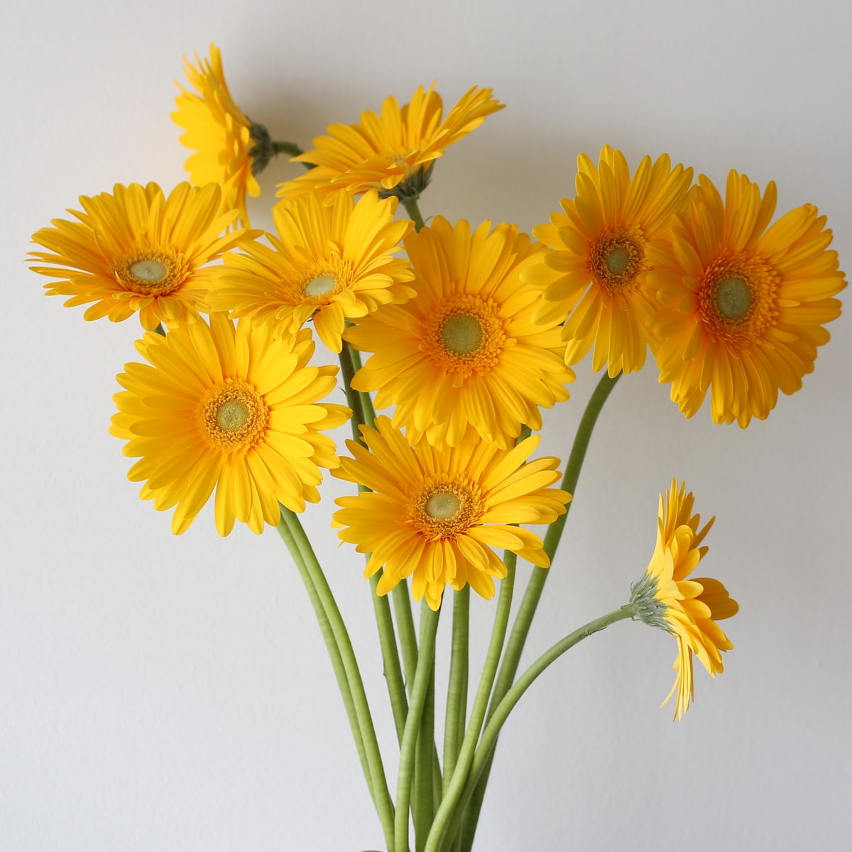 Gerbera lavendar Bulk DIY Montreal - LE Bouquet