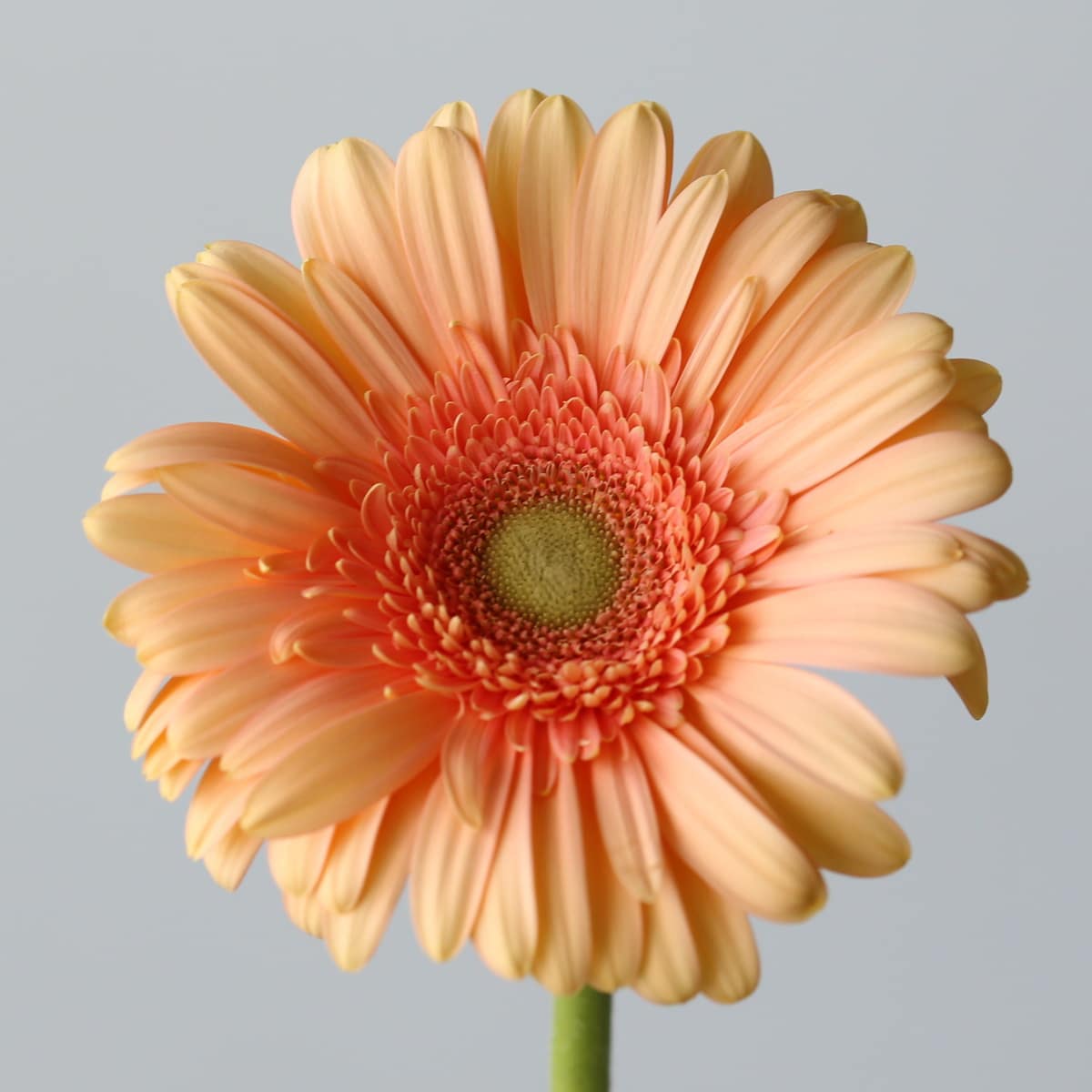 Gerbera Pre-Extase Bulk DIY Montreal - LE Bouquet