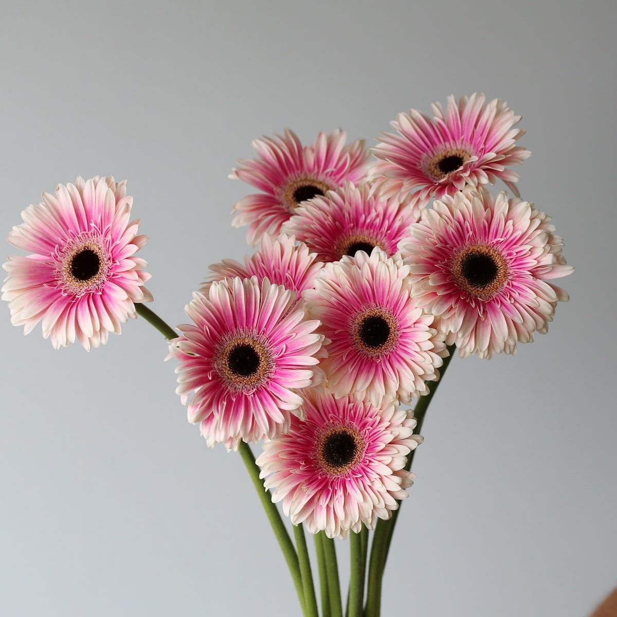 Gerbera Prelude 2-tone 