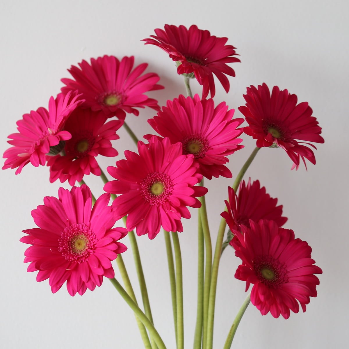 Gerbera lavendar Bulk DIY Montreal - LE Bouquet