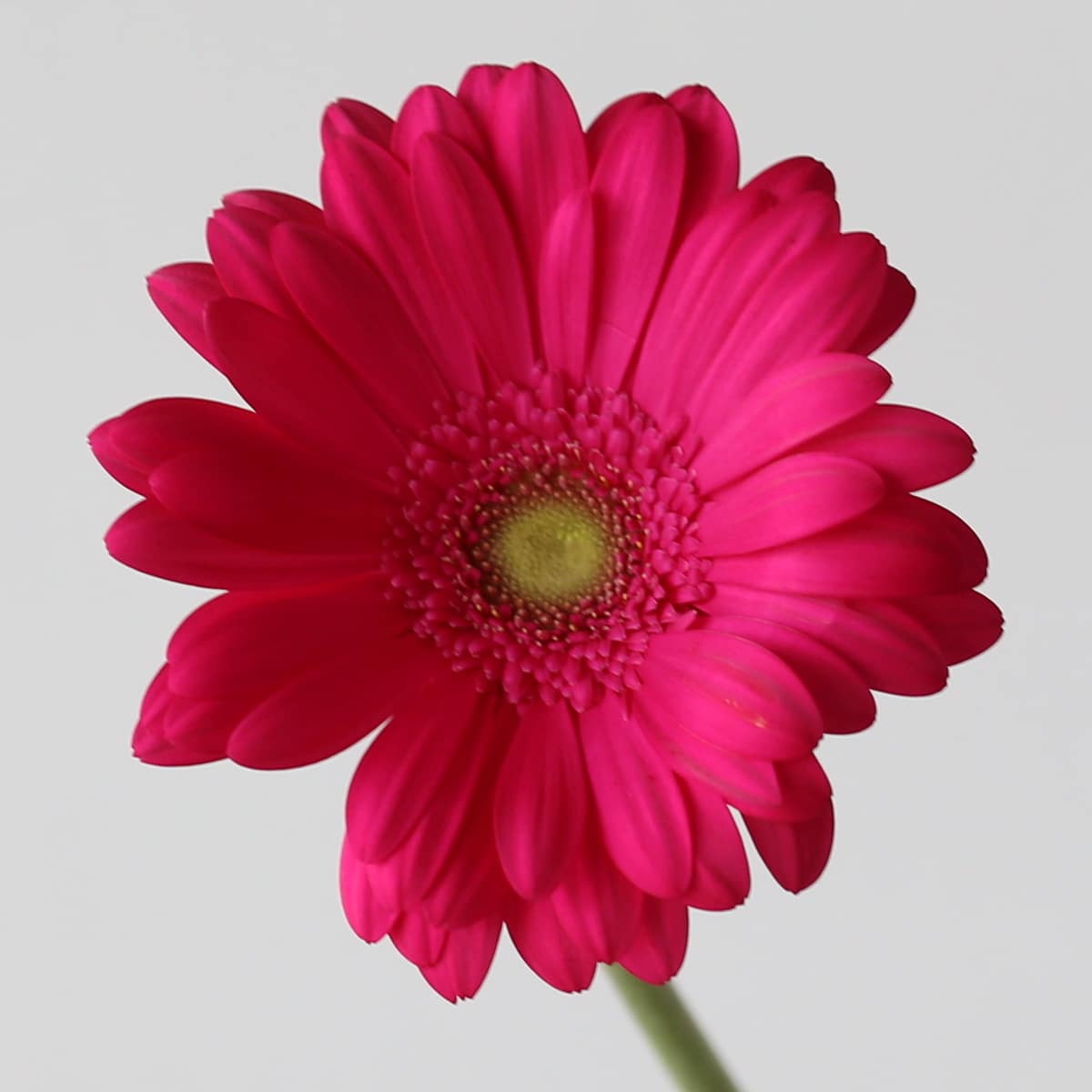 Gerbera Rihanna Bulk DIY Montreal - LE Bouquet