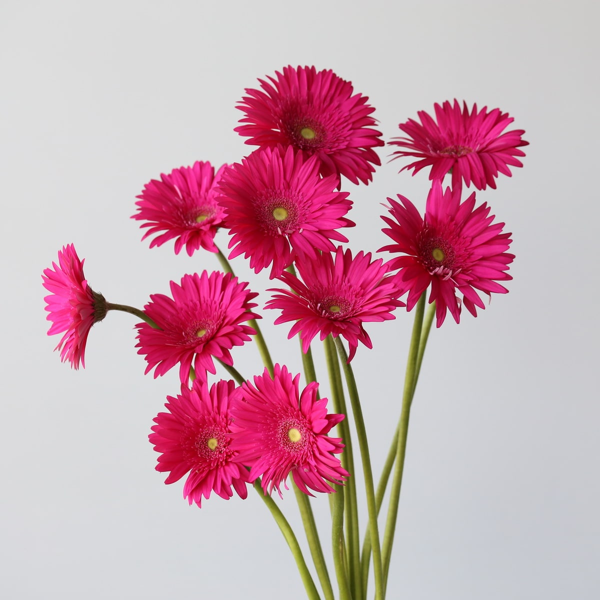 Gerbera Riley Bulk DIY Montreal - LE Bouquet