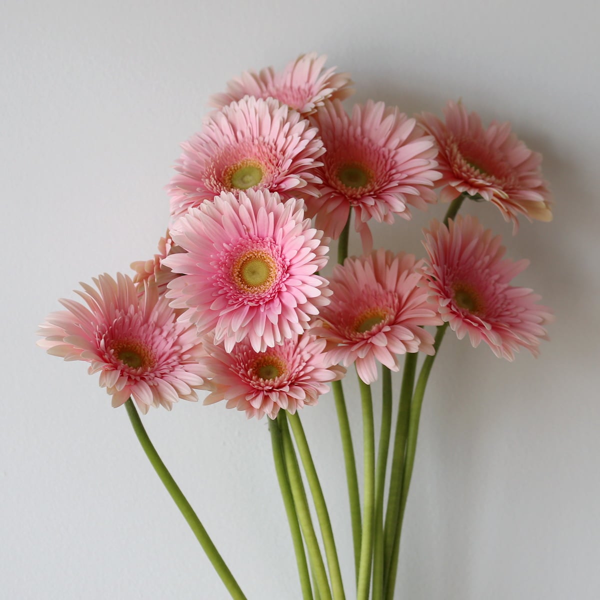 Gerbera lavendar Bulk DIY Montreal - LE Bouquet