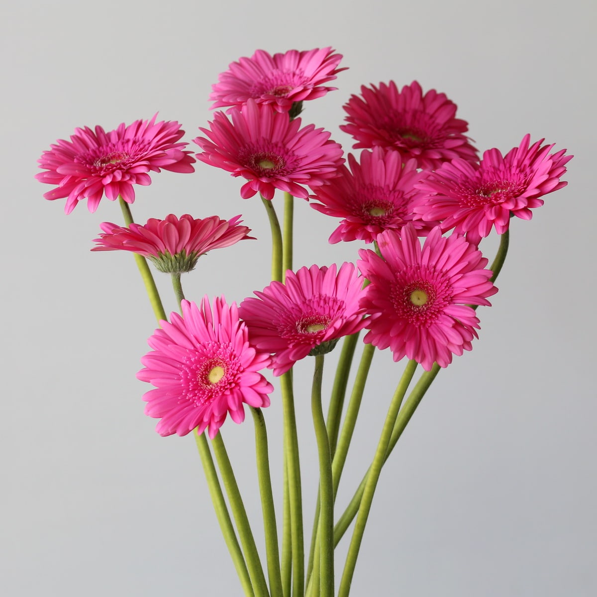 Pink Gerbera Samara in bulk for diy Le bouquet