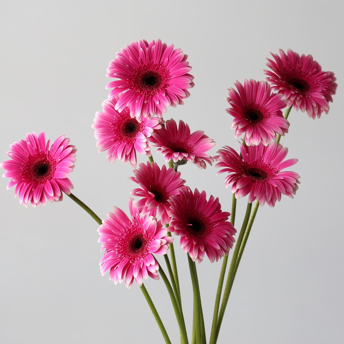 Gerbera Spin-off Bulk DIY Montreal - LE Bouquet