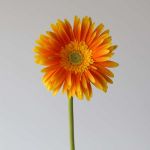 Gerbera Souvenir (Bulk DIY)