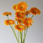 Gerbera Souvenir (Bulk DIY)