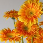 Gerbera Souvenir (Bulk DIY)