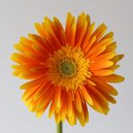 Gerbera Souvenir (Bulk DIY)