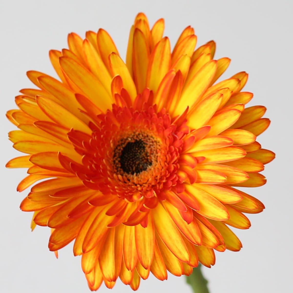 Gerbera Spotlight Bulk DIY Montreal - LE Bouquet