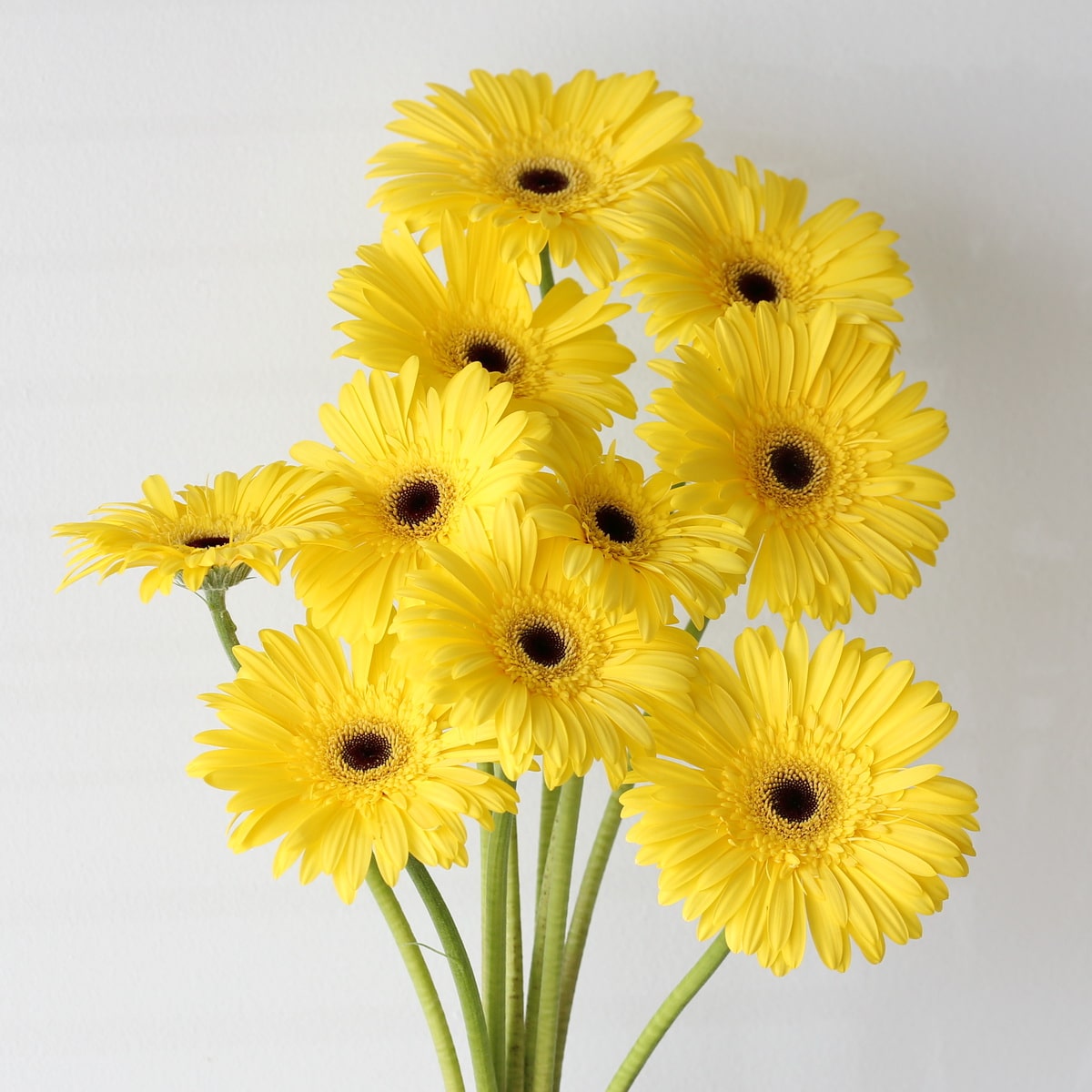 Gerbera Wake-up Bulk DIY Montreal - LE Bouquet