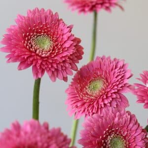 Gerpoms pink Bulk DIY Montreal - Le Bouquet