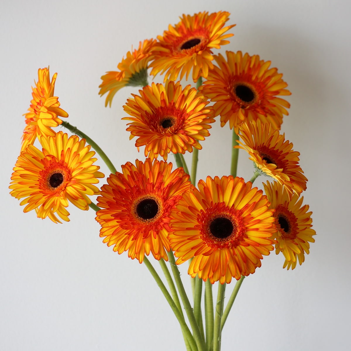 Gerbera lavendar Bulk DIY Montreal - LE Bouquet