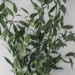 Italian Ruscus