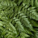 Short Leather Fern