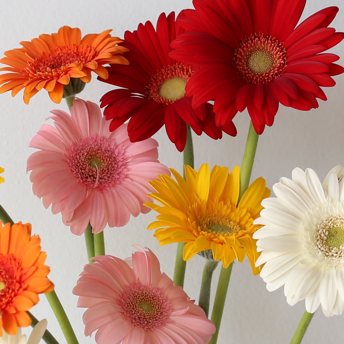 Mini Gerbera