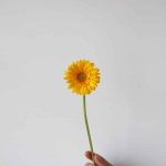 Mini Gerbera Illios (Bulk DIY)