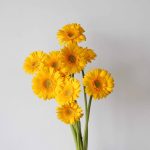 Mini Gerbera Illios (Bulk DIY)