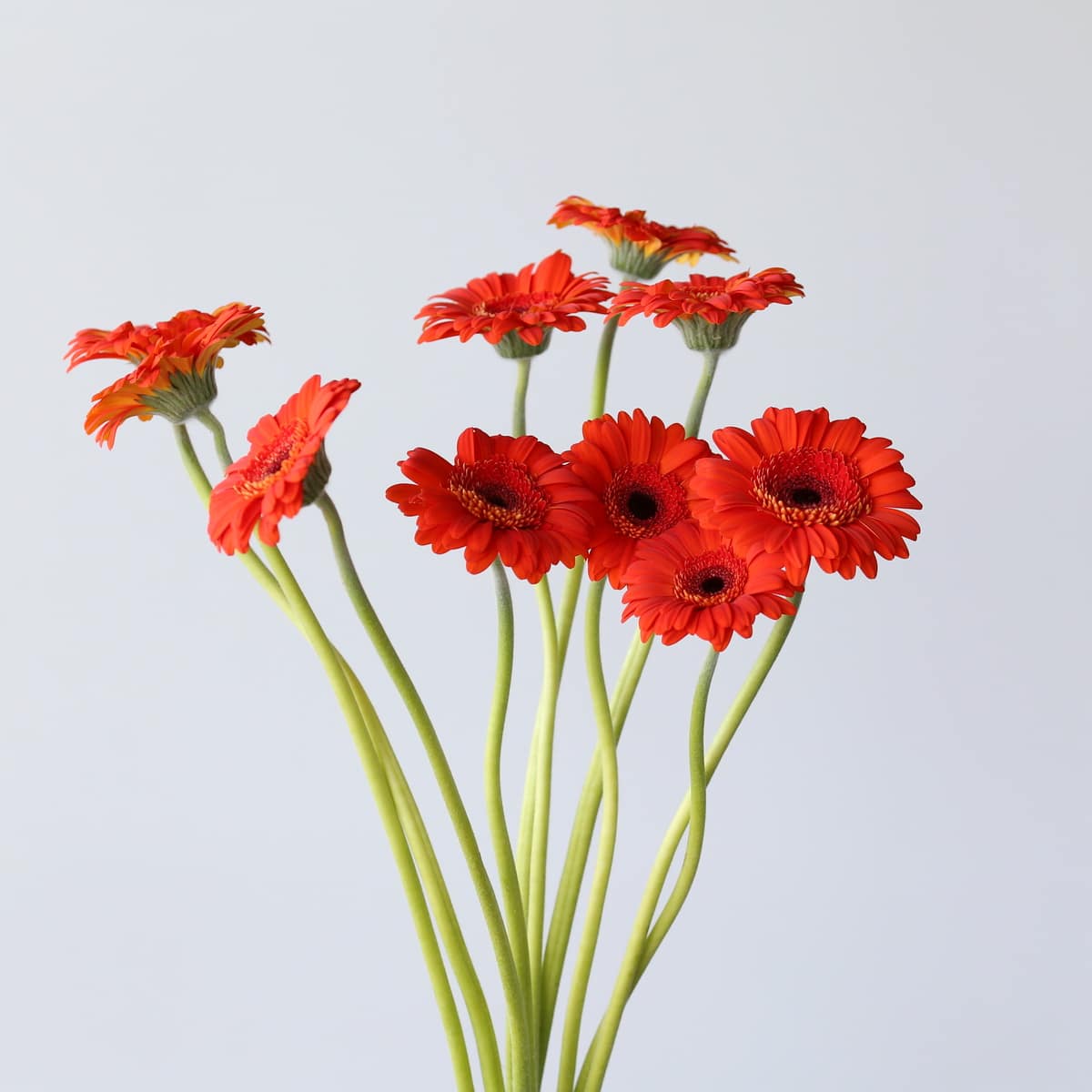 Gerbera jordy Bulk DIY Montreal - LE Bouquet