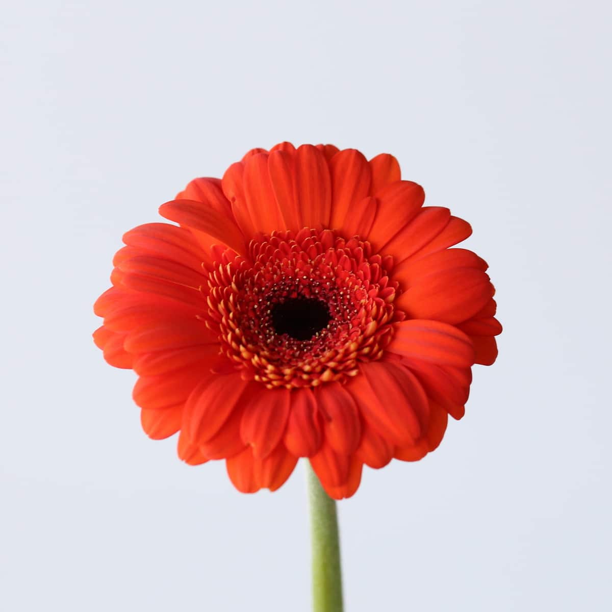 Gerbera jordy Bulk DIY Montreal - LE Bouquet