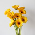 Mini Gerbera Sailor (Bulk DIY)