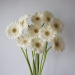 Mini Gerbera White Star (Bulk DIY)