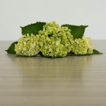 Mini Green Hydrangea by the bunch