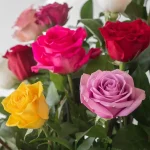 Roses Assorted Colors 60cm (Bulk DIY)