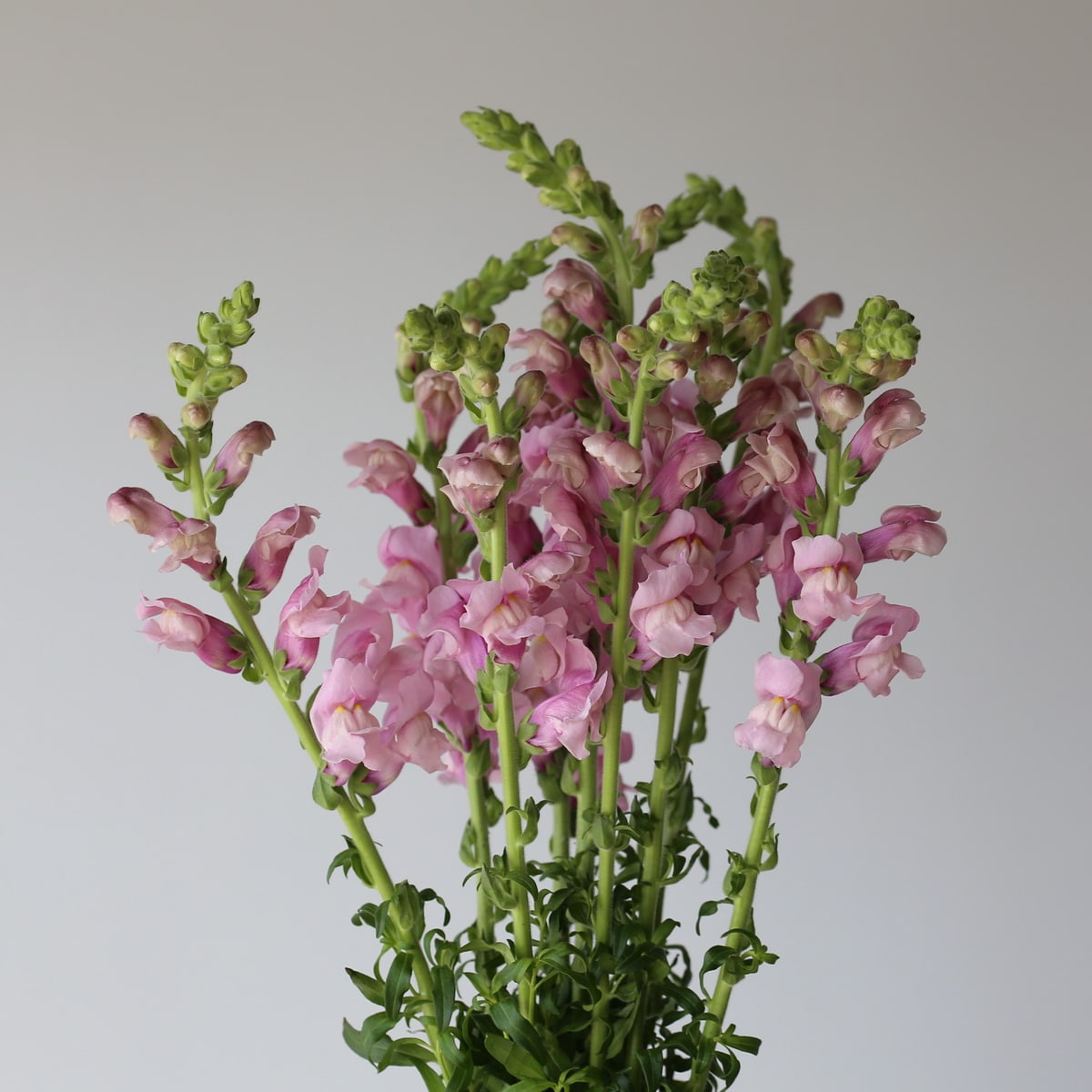 Snapdragon lavendar Bulk DIY Montreal - Le Bouquet