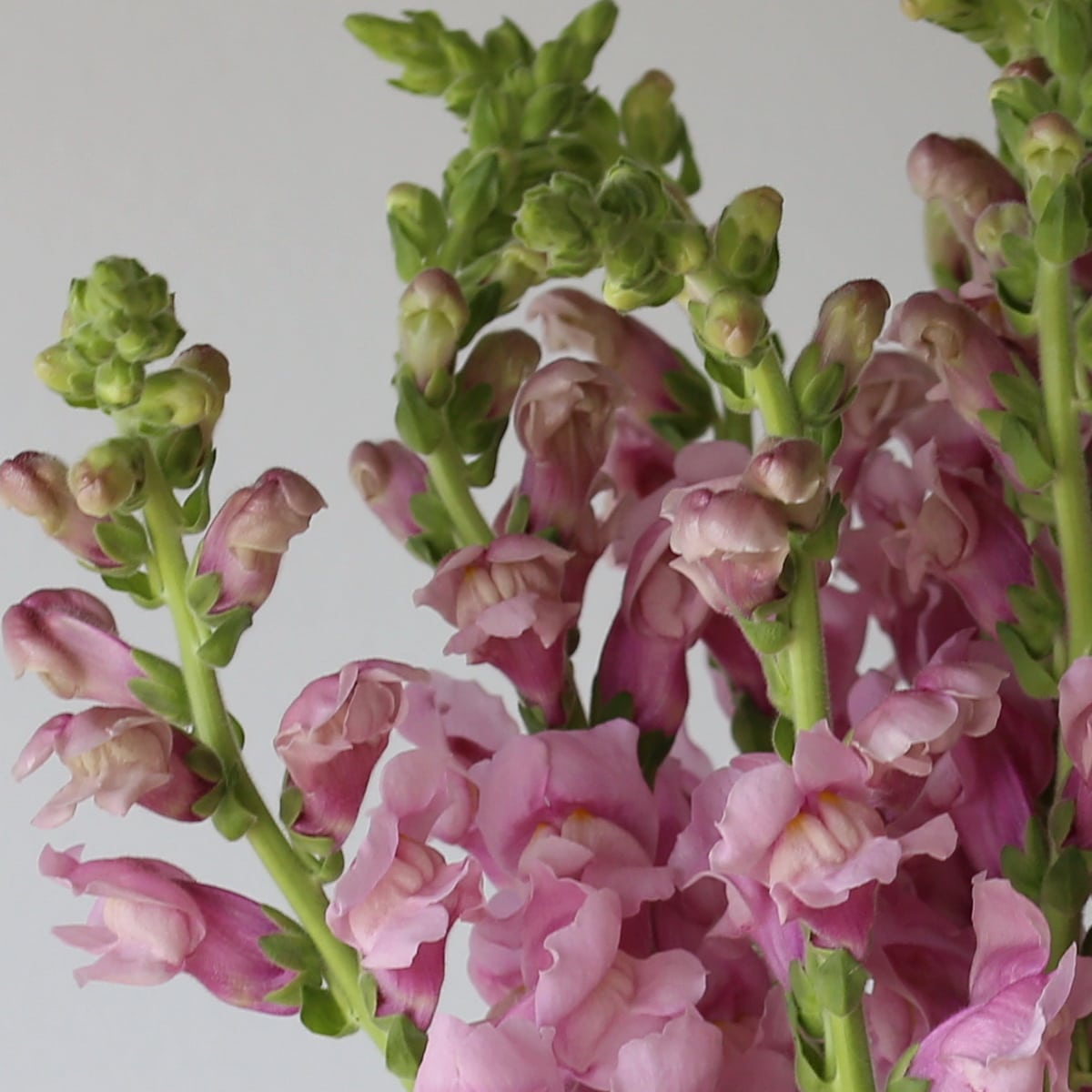 Snapdragon lavendar Bulk DIY Montreal - Le Bouquet