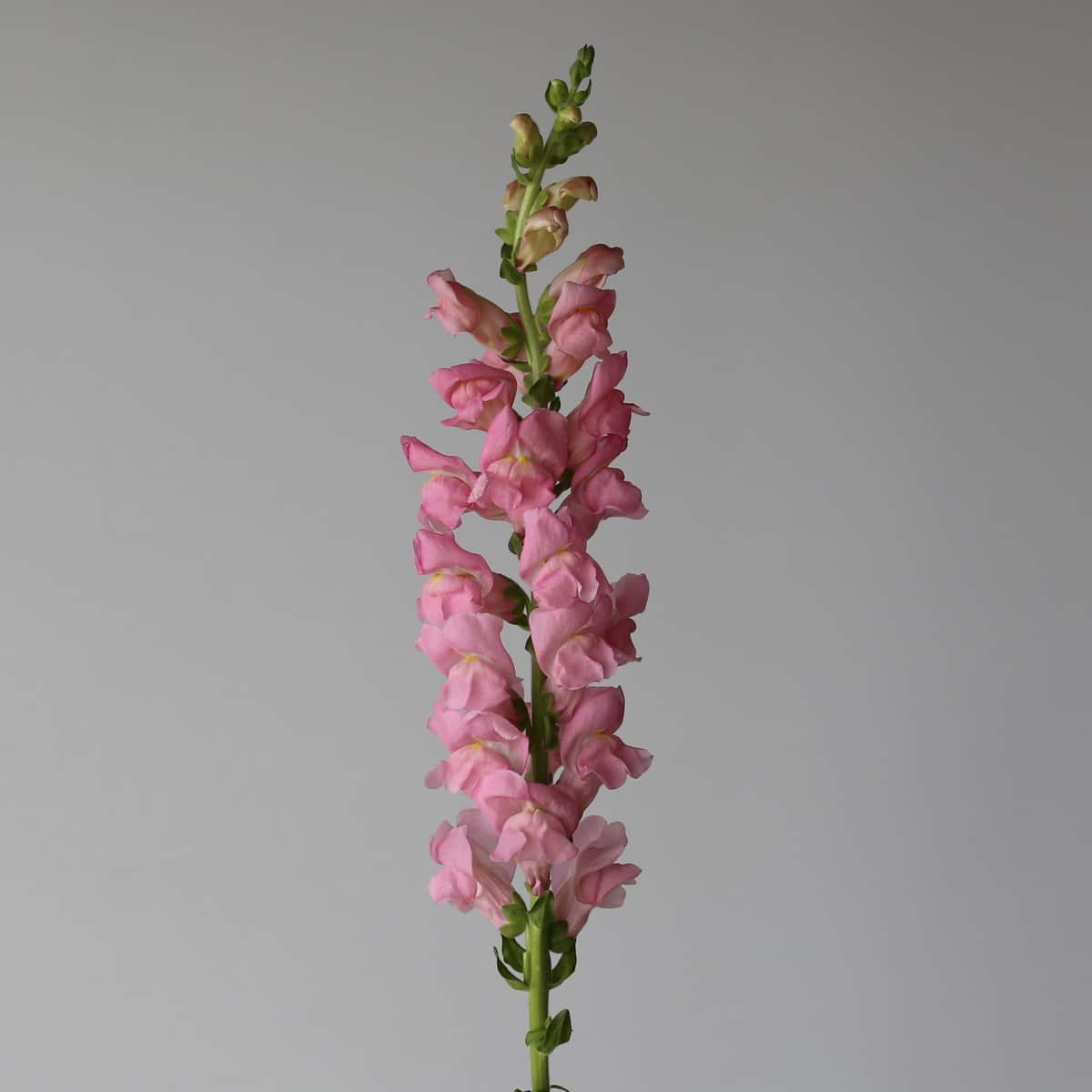 Snapdragon light pink Bulk DIY Montreal - Le Bouquet